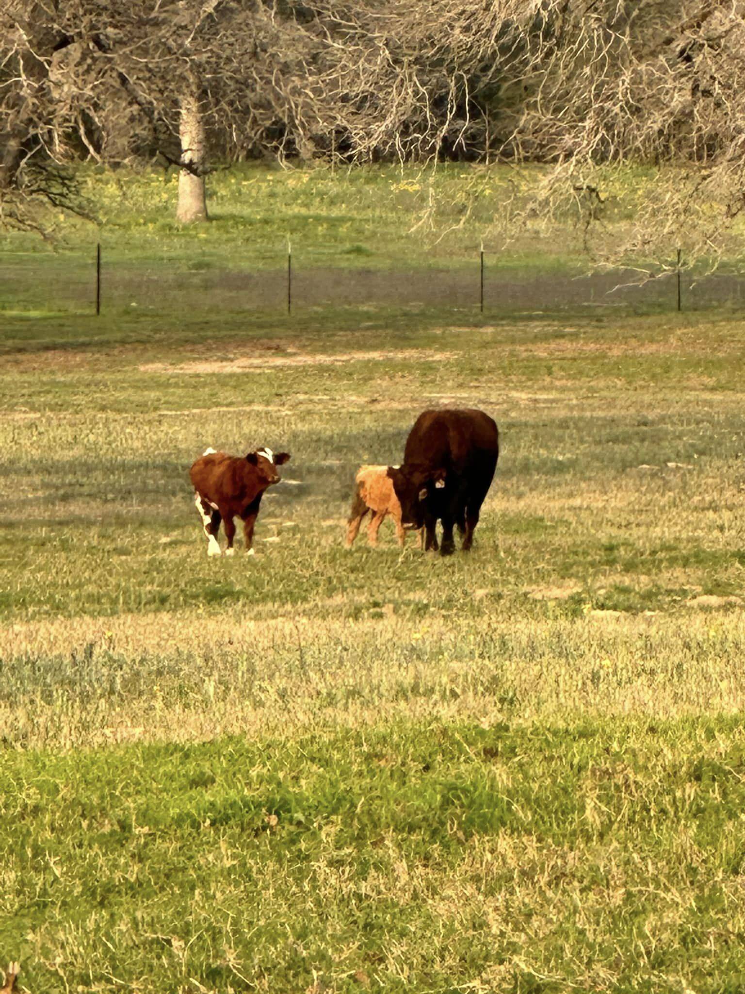Home Ranch videos Sheep